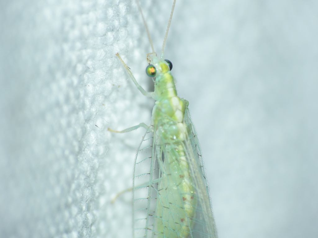Cunctochrysa baetica