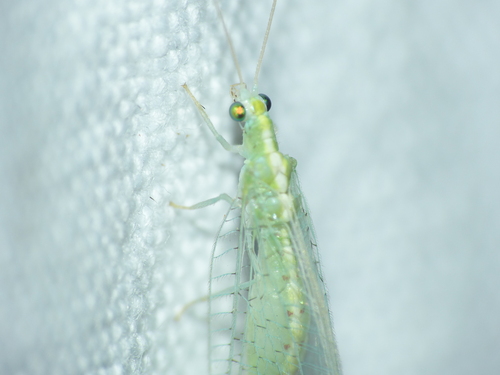 Cunctochrysa baetica