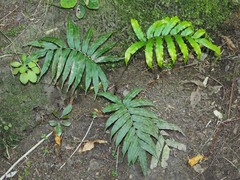 Blechnum triangularifolium