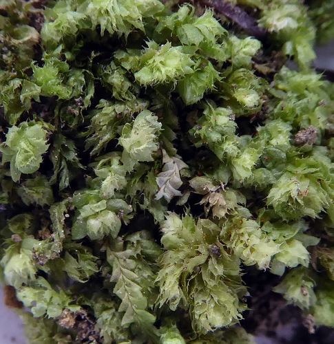 Balantiopsidaceae