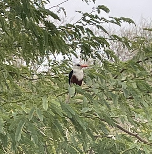 Gray-headed Kingfisher