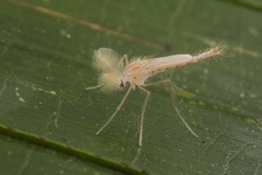 Chaoborus flavidulus