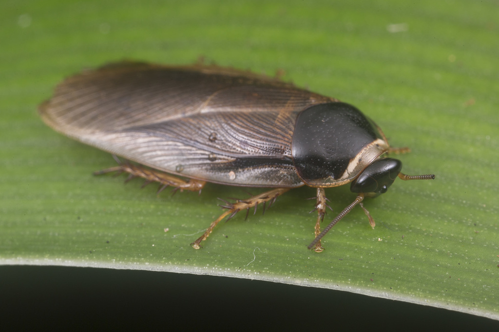 Pycnoscelus