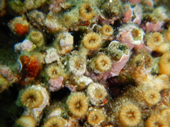 Cladocora caespitosa