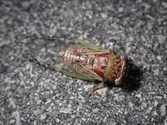 Diceroprocta olympusa