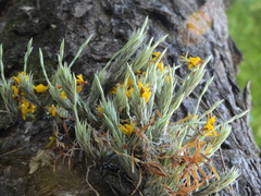 Tillandsia tricholepis