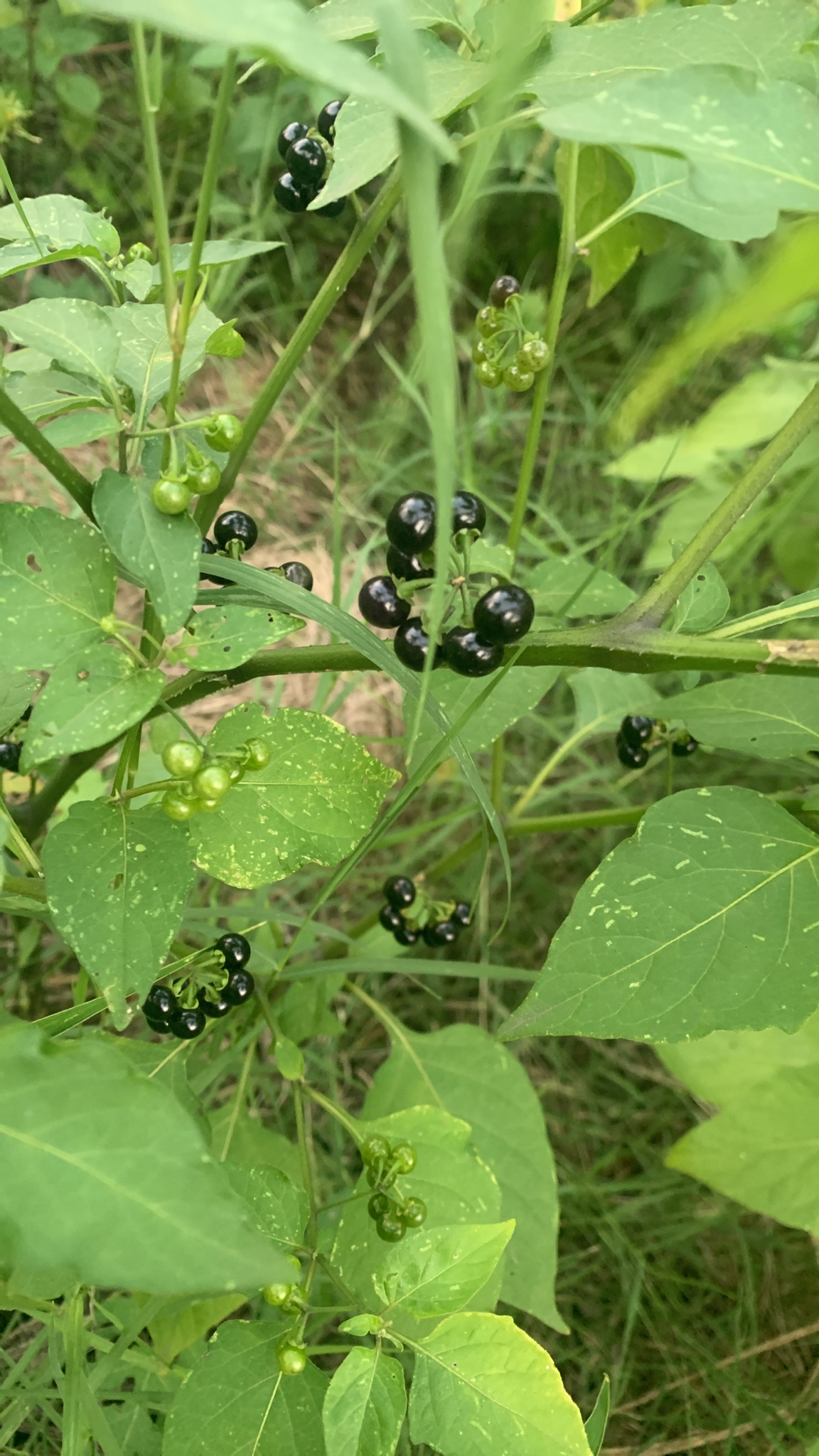 Solanum americanum