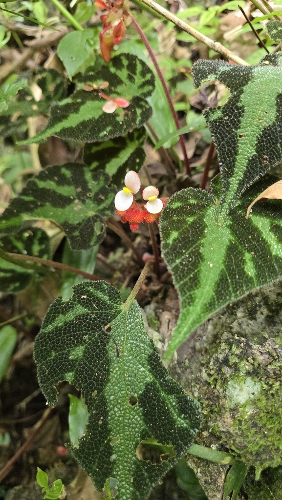 Carpet Begonia