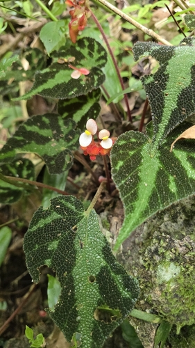 Carpet Begonia (Begonia imperialis)