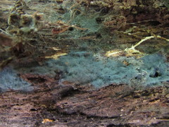 Byssocorticium pulchrum