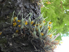 Tillandsia tricholepis