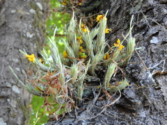 Tillandsia tricholepis