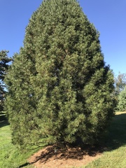 Pinus bungeana
