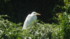 Ardea alba