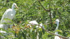 Ardea alba