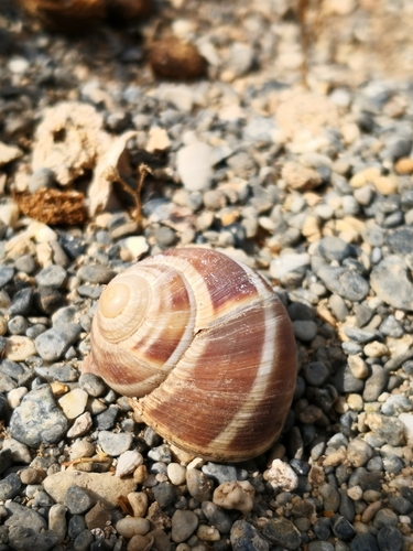 Pronubal Snail