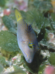 Canthigaster epilampra