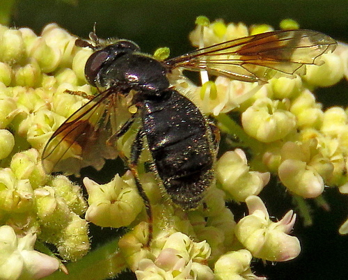 Pipiza lugubris