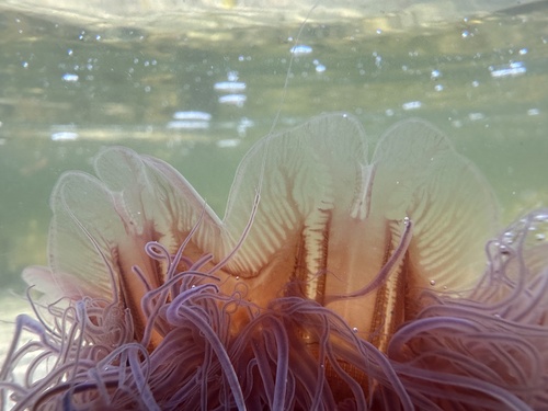 Photo of Lion's mane jellyfish (Cyanea capillata)
