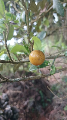 Solanum dendroicum, photograph 3