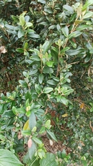 Mario Guzmán, CC BY, iNaturalist via GBIF Solanum dendroicum, photograph Mario Guzmán, CC BY, iNaturalist via GBIF