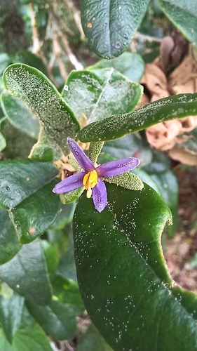 Solanum dendroicum, photograph 5