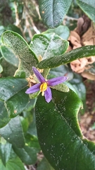 Solanum dendroicum, photograph Mario Guzmán, CC BY, iNaturalist via GBIF