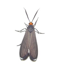 Ctenucha