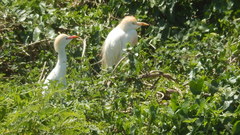 Bubulcus ibis