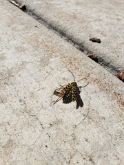 Megacyllene robiniae