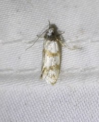 Isomoralla gephyrota