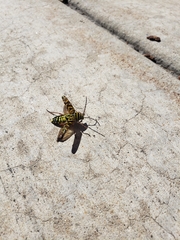 Megacyllene robiniae