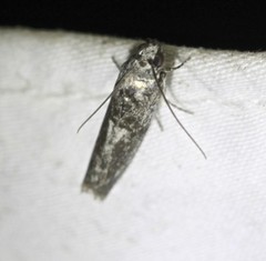 Sciota melanostyla