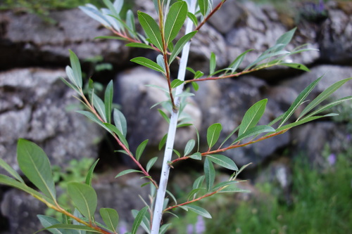 Violet Willow (Salix daphnoides)