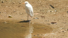 Bubulcus ibis