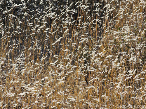 Bromus rubens iNat (2)