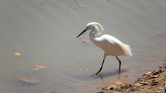 Egretta thula