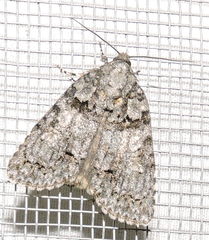 Acronicta retardata