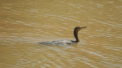 Nannopterum brasilianum