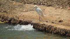Egretta thula