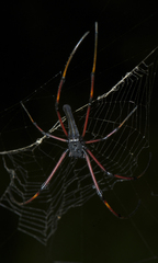 Nephila kuhli