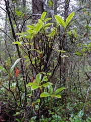 Exobasidium vaccinii-uliginosi