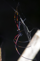 Nephila kuhli