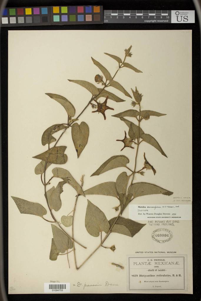 Dictyanthus macvaughianus