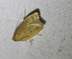 Eulechria subpunctella