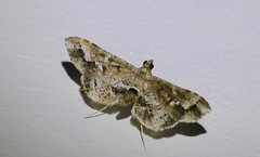 Merodictya marmorata