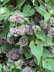 Mikania scandens image