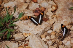 Adelpha iphicleola iphicleola