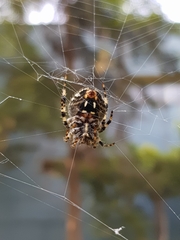 Neoscona orizabensis