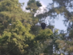 Neoscona orizabensis